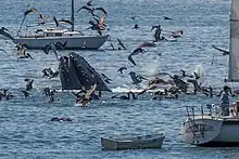 Humpback whale lunge feeding off Avila Beach, 2012