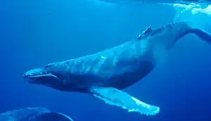 Humpback whaleMegaptera novaeangliaepukkelhval