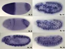 Visualization of hunchback mRNA in Drosophila embryo.