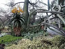 Aloe marlothii in bloom, with Ceiba speciosa and euphorbia