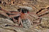 Adult social huntsman Delena cancerides on the underside of a log in Victoria, Australia