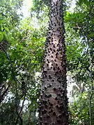 Hura crepitans in Saint John, U.S. Virgin Islands