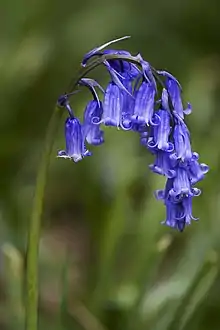 Bluebell