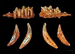 Hyaenodon filholi