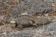 Hybrid iguana near the boat landing on South Plaza Island