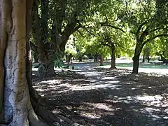 Moreton Bay figs