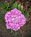 Flower of hydrangea