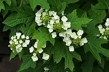 Oak-leaf Hydrangea