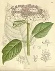 Botanical illustration of Hydrangea sargentiana