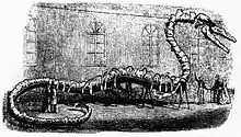 Albert Koch's 35-metre-long (115-foot) "Hydrarchos" fossil skeleton from 1845. It was found to be an assembled collection of bones from at least five fossil specimens of Basilosaurus.