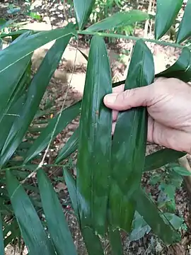 Leaflets, showing irregular spacing and truncated tips