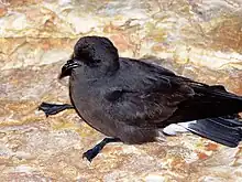 European storm-petrelHydrobates pelagicus