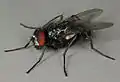 Hydrotaea diabolus