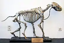 Cave hyaena skeleton, head-on slightly angled view, in a walking position