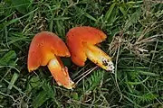 Hygrocybe intermedia