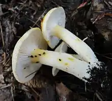 Hygrophorus chrysodon