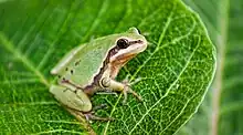 Arizona tree frog