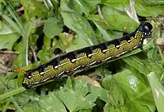 Caterpillar