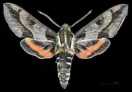 Male dorsal view