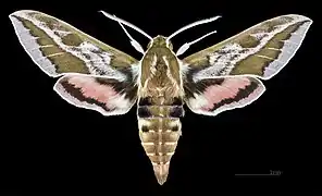 Male