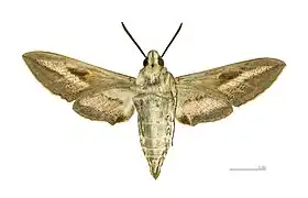 Male