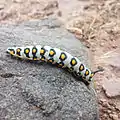 A Hyles nicaea caterpillar on the southern slopes of the Alborz Mountains, near Jaban, Damavand, Iran, at 2870 m elevation in alpine scrubland.