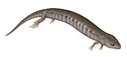 Hyloplesion, a "microsaur"