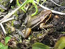 Frog on forest floor