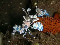 Couple of Hymenocera picta hunting a sea star