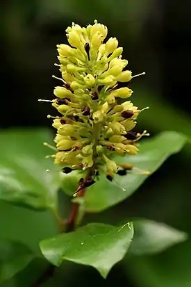 Hymenodictyon parvifolium flowers