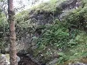 Hymenophyllum wilsonii habitat. Near Kendal, Cumbria, England.