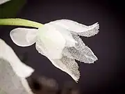 Side view of Hymenorchis javanica flower