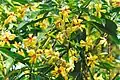 Hymenosporum flavum flowers growing at Port Macquarie