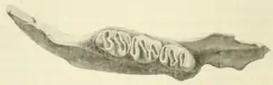 Jawbone with three molars