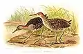 Illustration of slaty-breasted rails by Edward Neale c. 1890