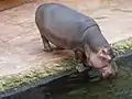 Hippopotamus