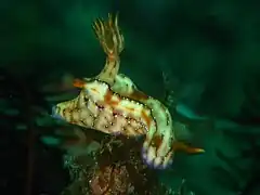 Hypselodoris krakatoa