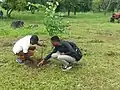 Tree planting at the University campus