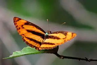 Dorsal view