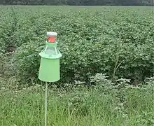 Integrated pest management bollworm trap at a cotton field in Manning, South Carolina