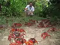 Usher visiting Christmas Island in December 2009 to see the march of the red crabs, achieving the 67th goal on his list of 100.