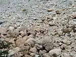 Three countershaded and cryptically coloured ibex almost invisible in the Israeli desert