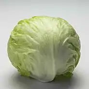 A head of iceberg lettuce on a blank white background