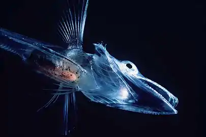 Image 35Fish of the Notothenioidei suborder, such as this young icefish, are mostly restricted to the Antarctic and Subantarctic. (from Southern Ocean)