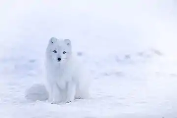 Arctic foxVulpes lagopus