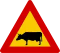 Watch for (large) animals  cow