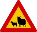 Watch for (large) animals sheep