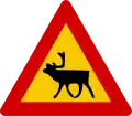 Watch for (large) animals reindeer