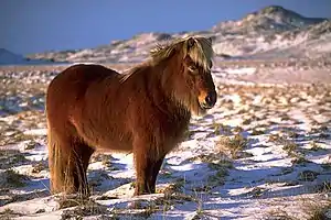 Icelandic horse, perhaps like Equus ferus