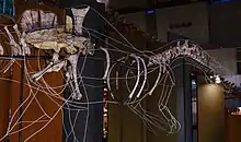 Mounted partial  skeleton of a spinosaurid dinosaur with a wave-like sail at a museum